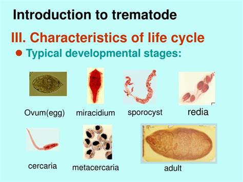  Quingyangia! Ein Trematode mit ungewöhnlicher Lebensweise