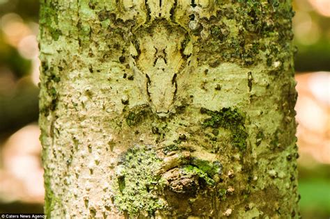  Eulenschlinge! Ein Meister der Tarnung und ein unwiderstehlicher Jäger im Insektenreich