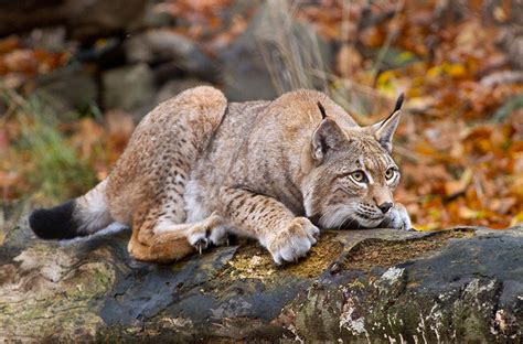 Luchs: Ein schelmischer Waldgeist mit Samtpfoten und unwiderstehlichem Charme!