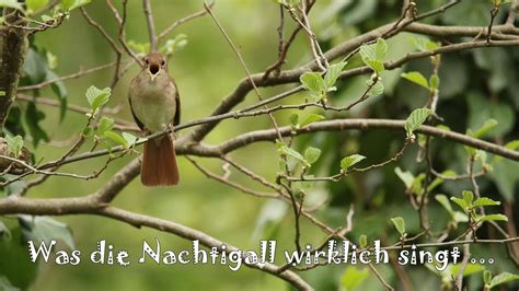  Nachtigall: Ein Meister der Nachtstimmen mit Federn so weich wie Samt!