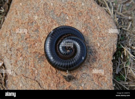  Tanzanian Giant Millipede: Ein faszinierendes Wesen mit unzähligen Beinen, das sich durch den Regenwald schlängelt und die Erde zu düngen hilft!