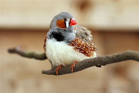  Zebrafinch! Ein kleiner Vogel mit großen musikalischen Talenten